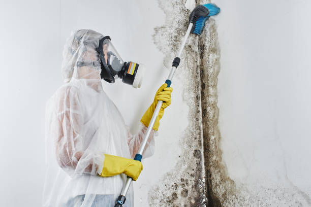Best Commercial Mold Removal  in West Point, NY
