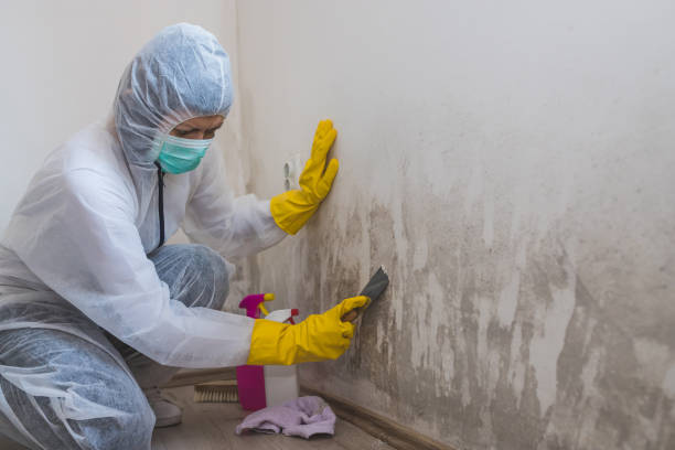 Best Mold Damage Repair  in West Point, NY