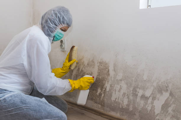 Best Toxic Mold Removal  in West Point, NY