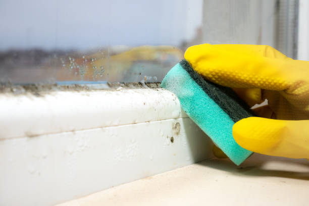 Best Office Mold Removal Services  in West Point, NY