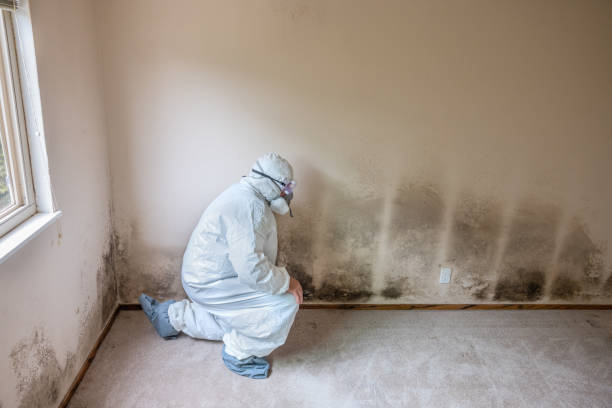 Best Residential Mold Removal  in West Point, NY