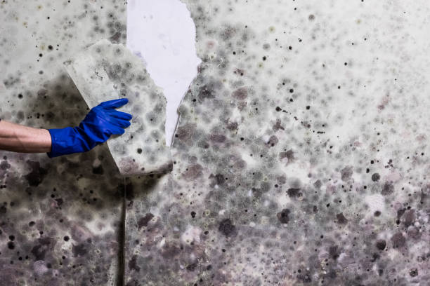 Best Affordable Mold Removal  in West Point, NY