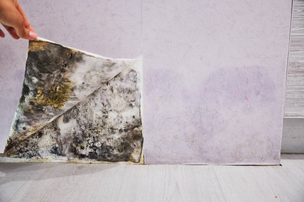 Best Attic Mold Removal  in West Point, NY